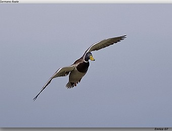 Animali 031